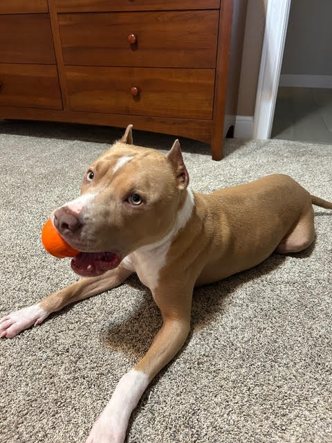 PoBoy up for Adoption