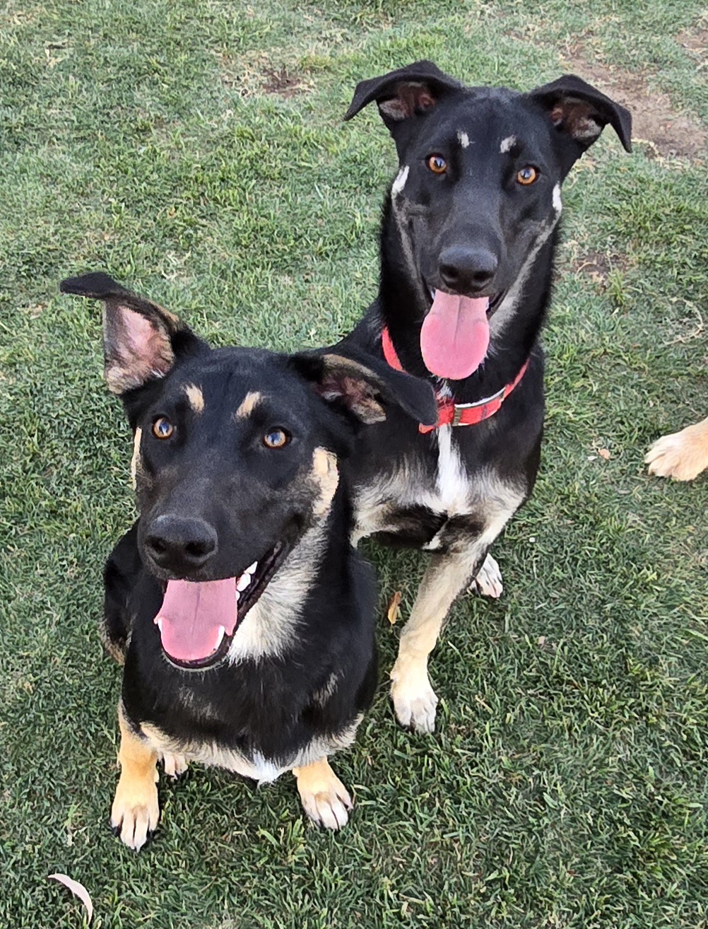 Hooch & Niels up for Adoption