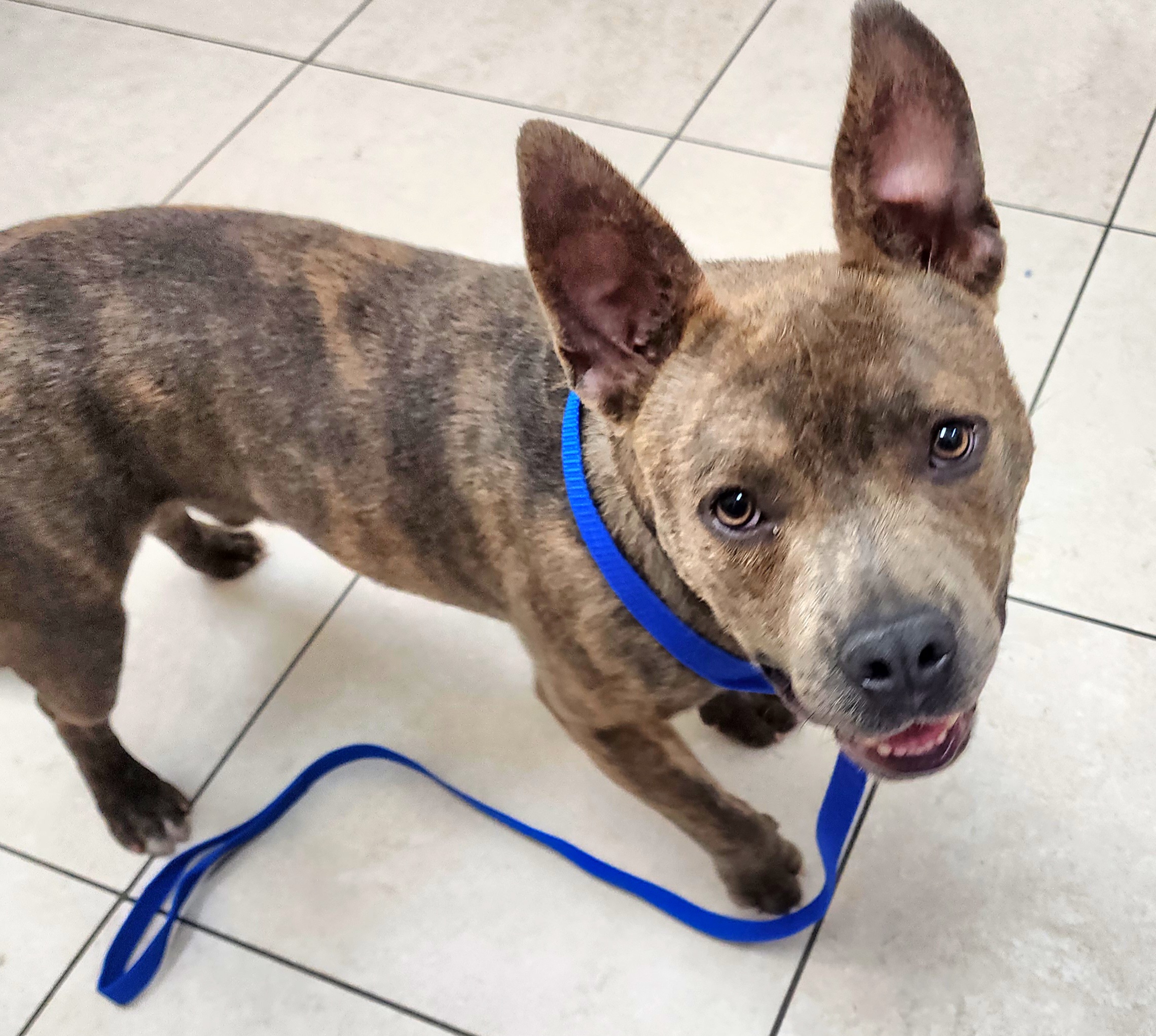 Pierre up for Adoption