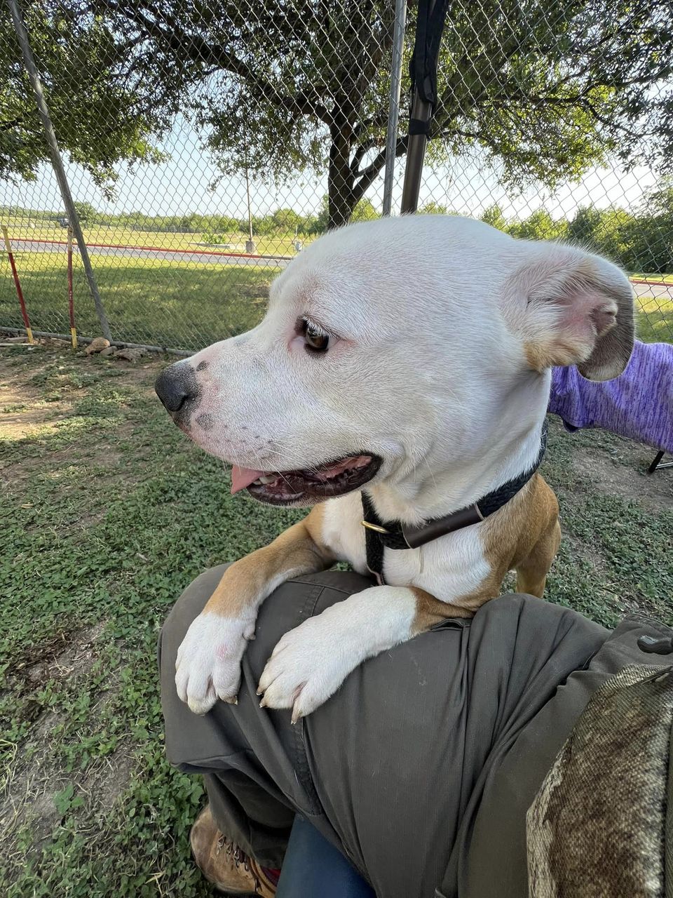 Hans up for Adoption
