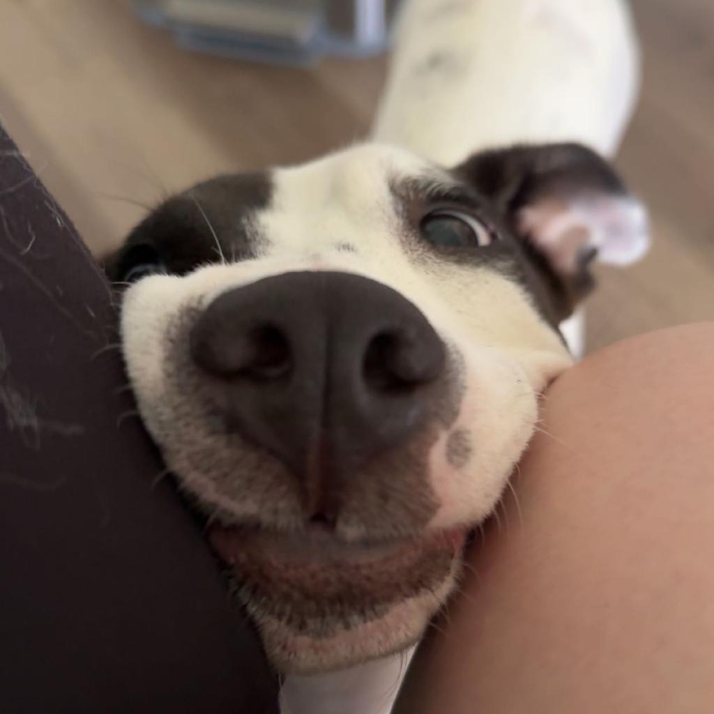 Lola up for Adoption