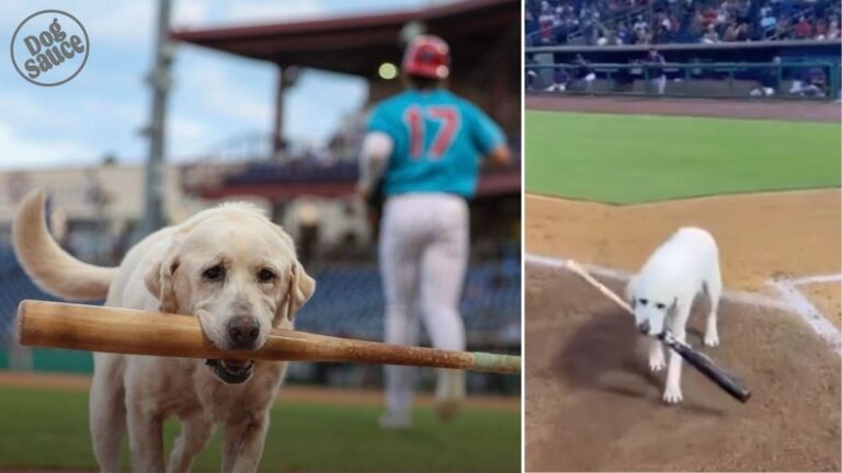 One Last Fetch: The Emotional Retirement of a 13-Year-Old Bat Dog