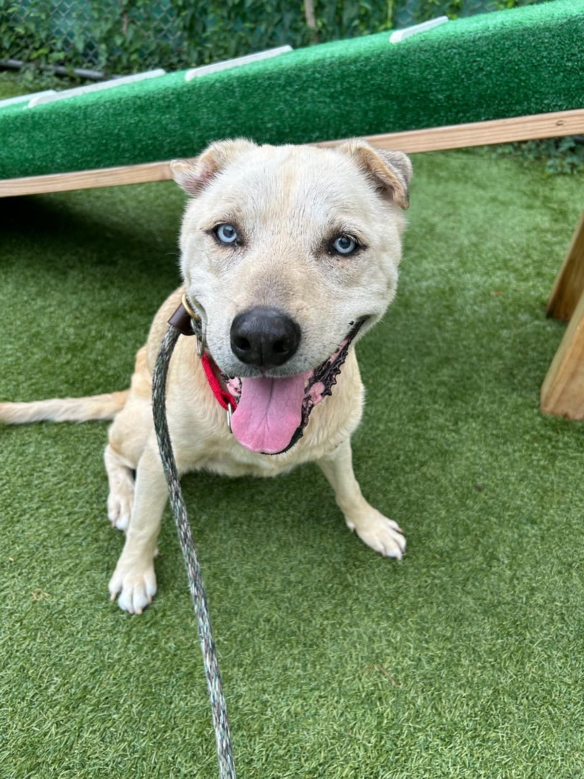 Electra up for Adoption