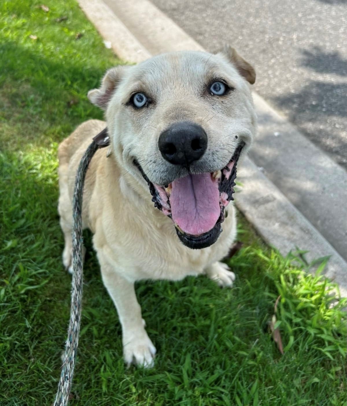 Electra up for Adoption