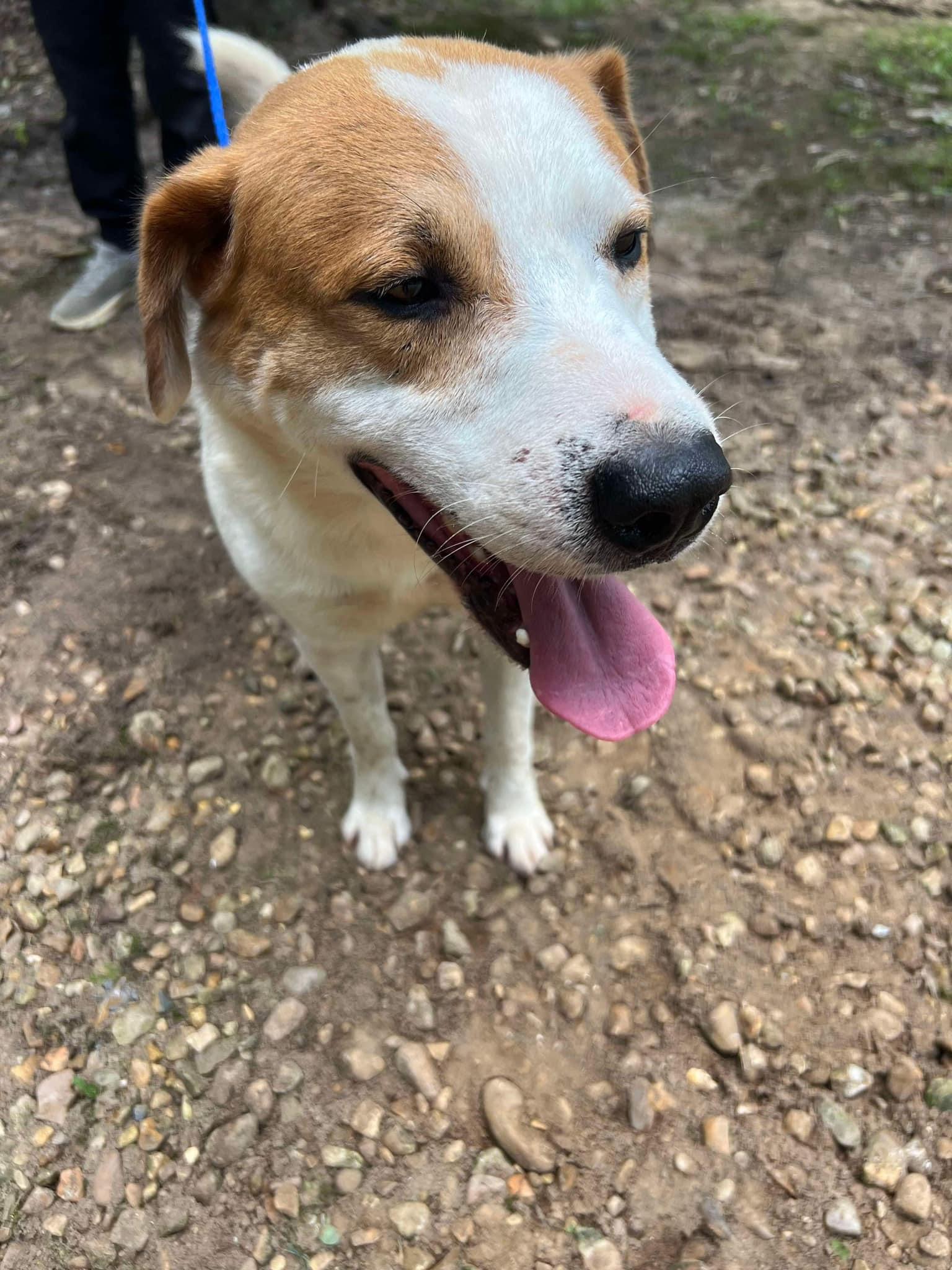 Buddy up for Adoption
