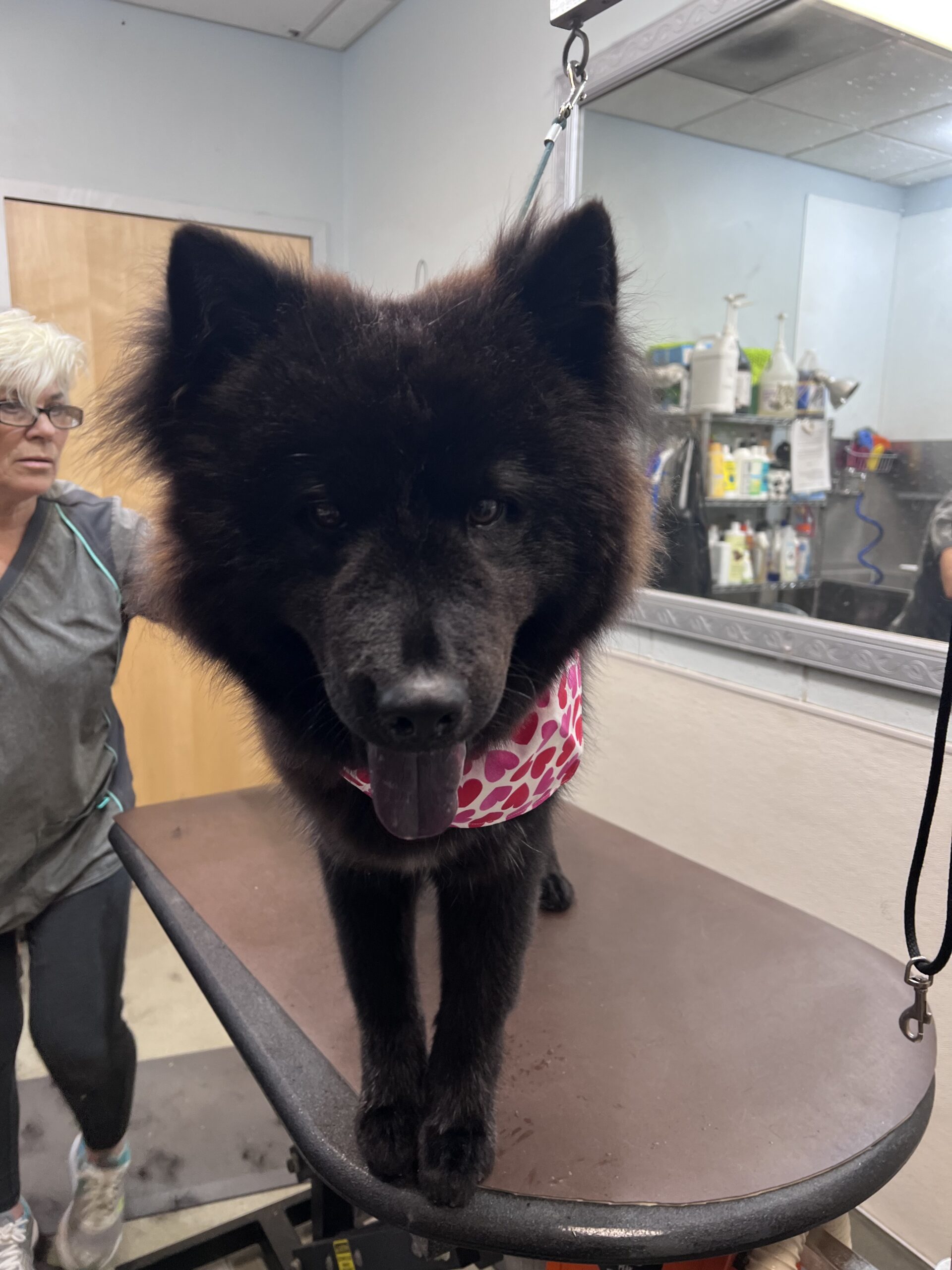 Osa for Adoption