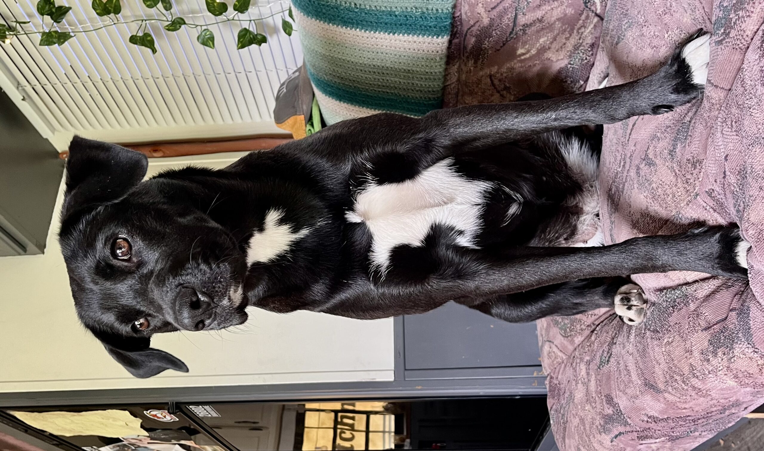 Lacy up for Adoption