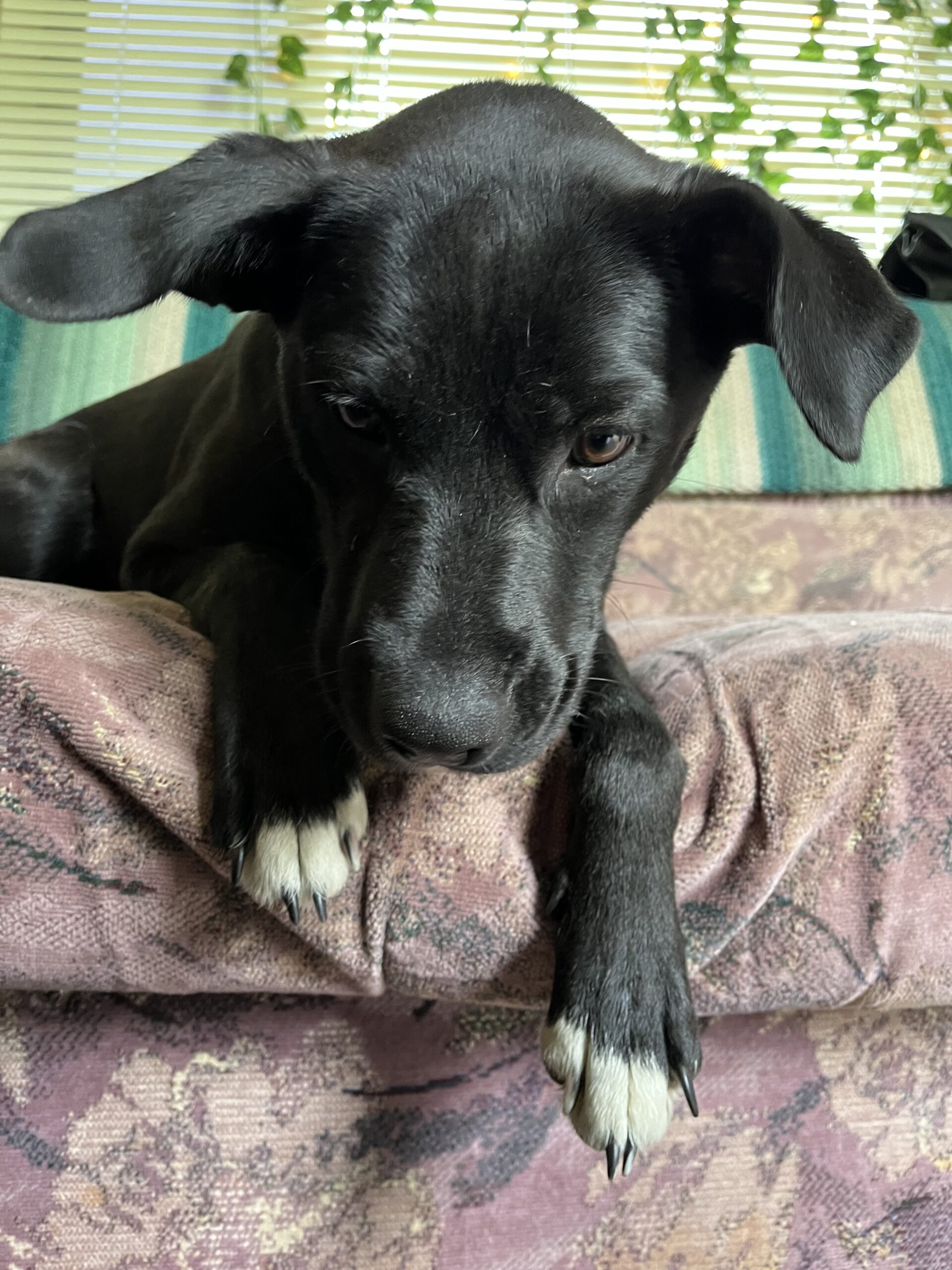 Lacy up for Adoption