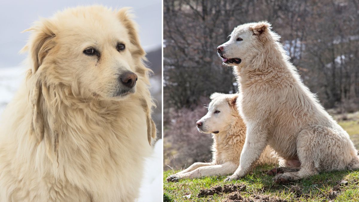 Maremma sheepdog fashion lifespan