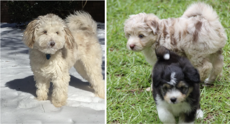 Mini Aussiedoodle
