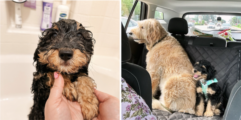 Mini Aussiedoodle