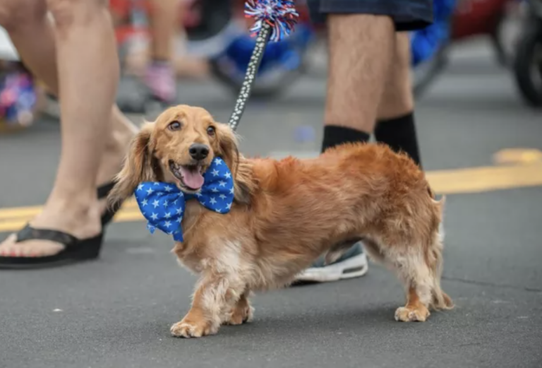 Golden Dachshund
