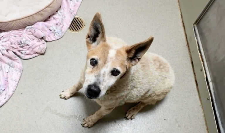 Watch the moment this REALLY Old Shelter Dog gets her first Treat 🥹