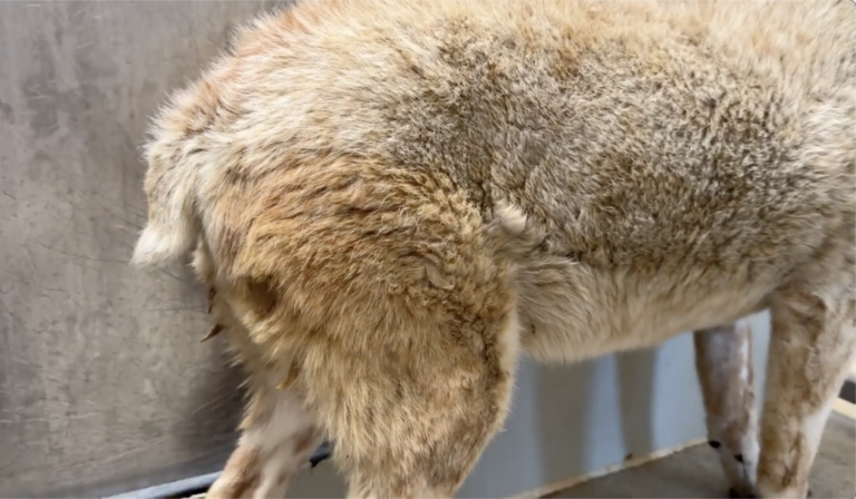 Watch the moment this REALLY Old Shelter Dog gets her first Treat 🥹