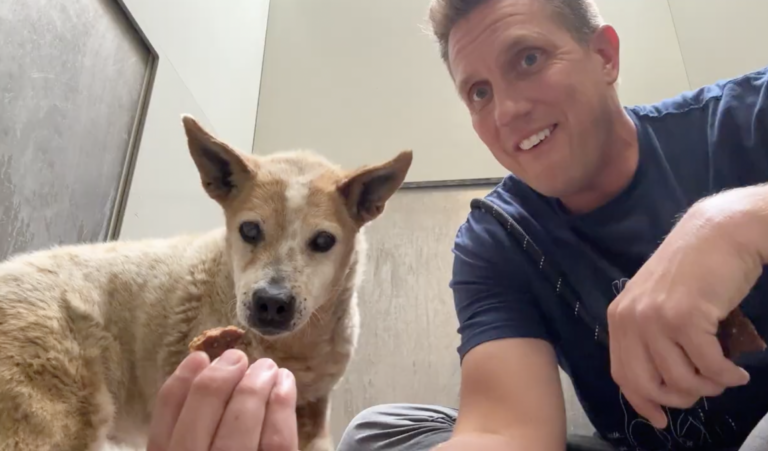 Watch the moment this REALLY Old Shelter Dog gets her first Treat 🥹