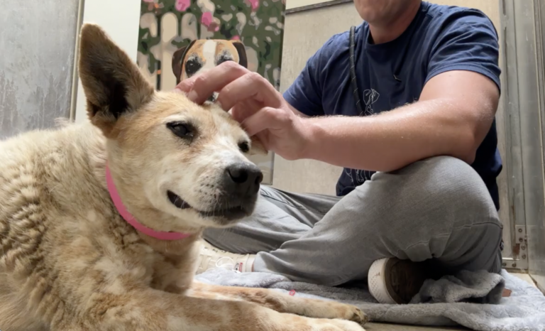 Watch the moment this REALLY Old Shelter Dog gets her first Treat 🥹