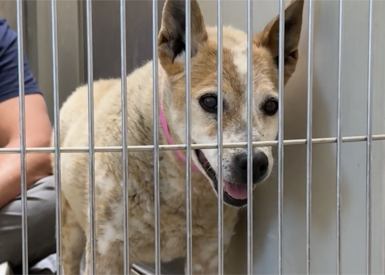 Watch the moment this REALLY Old Shelter Dog gets her first Treat 🥹