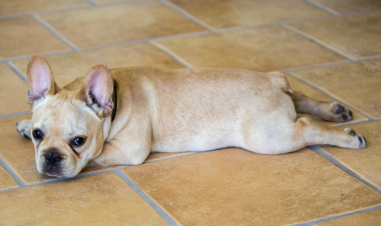 dogs sploot