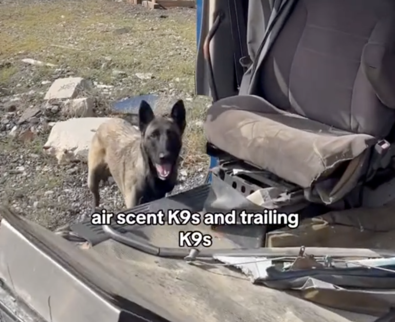 search and rescue dog news