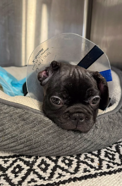 Ear Cropping Gone Wrong: An 8-Weeks-Old Puppy's Battle For Survival