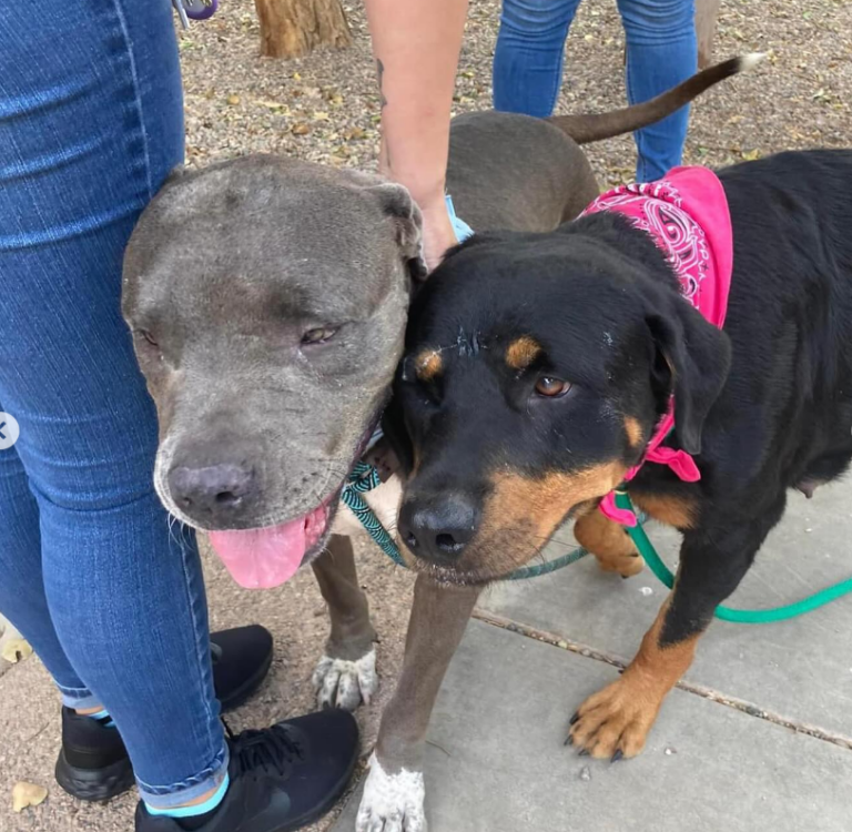 Inseparable Seniors Abandoned Again: Can This Bonded Duo Find a Forever Home Together?