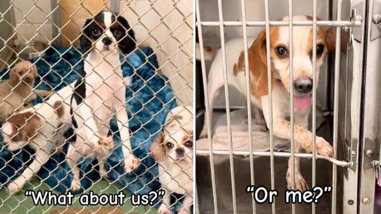 Shelter Sends Out Desperate Plea Urging People to Give Small Dogs a Chance