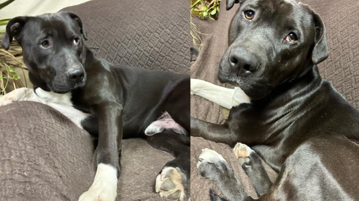 Pit Bull Mix Who Gives the “Biggest Hugs” Without a Home for Over Two