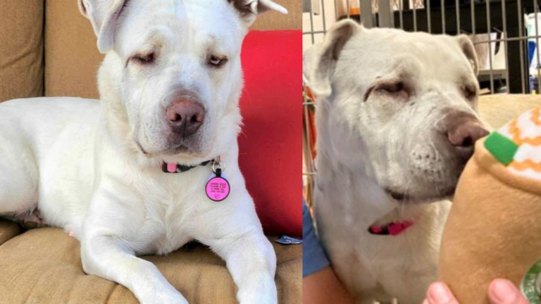 Blind & Deaf Dog Finds Perfect Forever Home, Living Life to the Fullest Like a “Normal” Pup