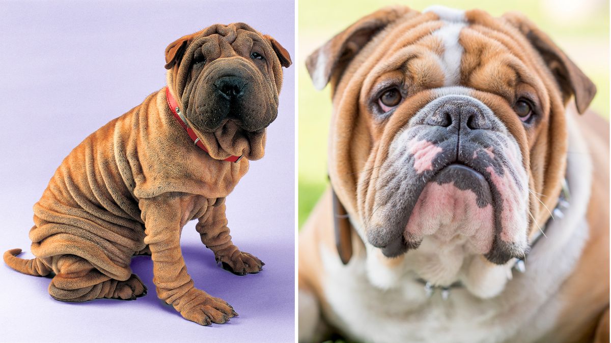 Wrinkly dog breeds fashion