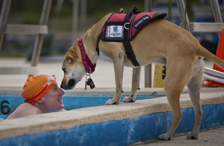 Why Viral ‘Fake Service Dog’ Videos Might Be Misleading—Here’s the Truth About New Service Dogs and Emotional Support Animals