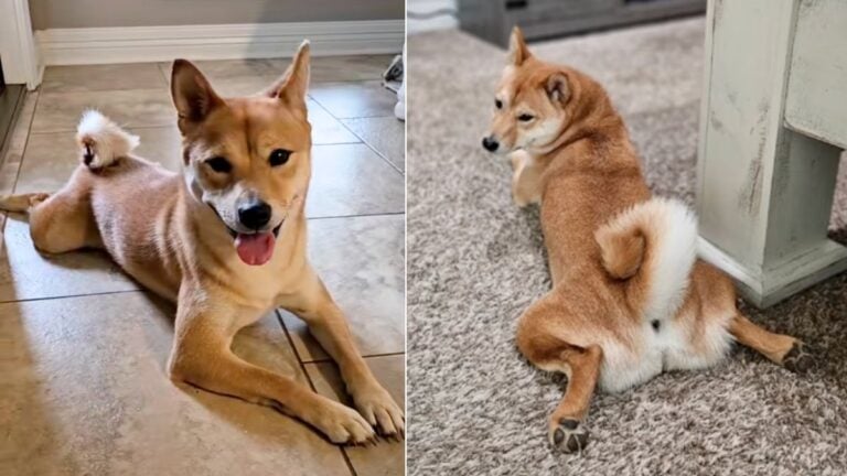 Dogs Sploot