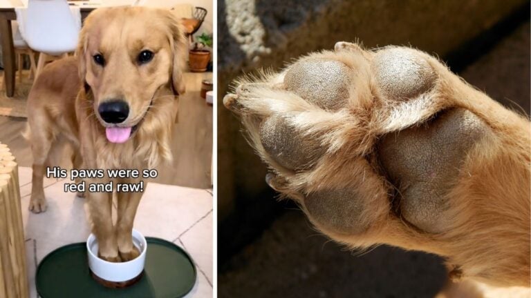 Dog licking paws shops remedies