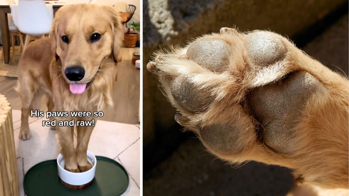 Concerned About Your Dog s Itchy Paws This Golden Retriever Owner Has the Remedy Rocky Kanaka