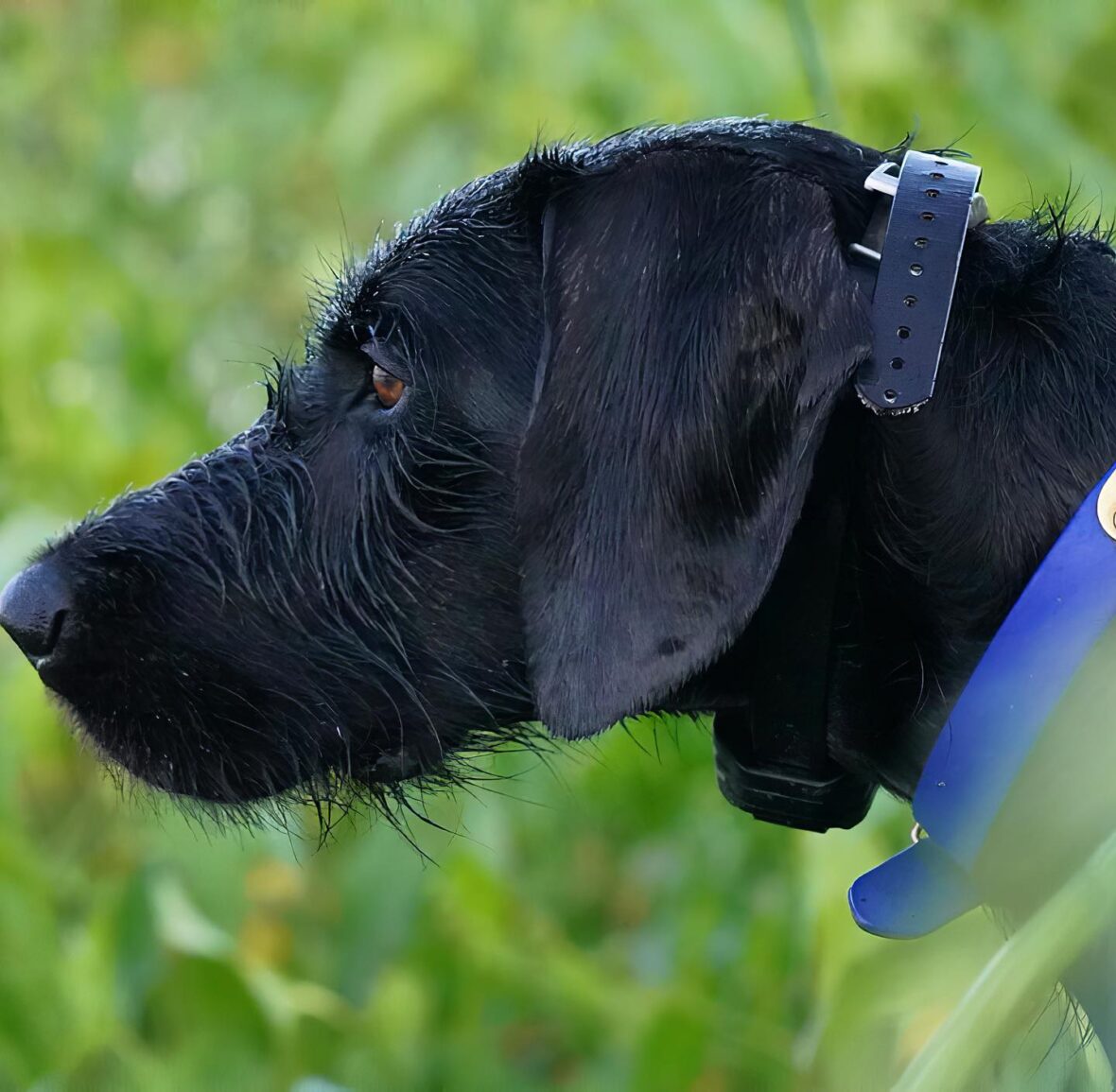 This Ultra Rare Dog Breed Isn't What You Think - And You Probably Can't ...