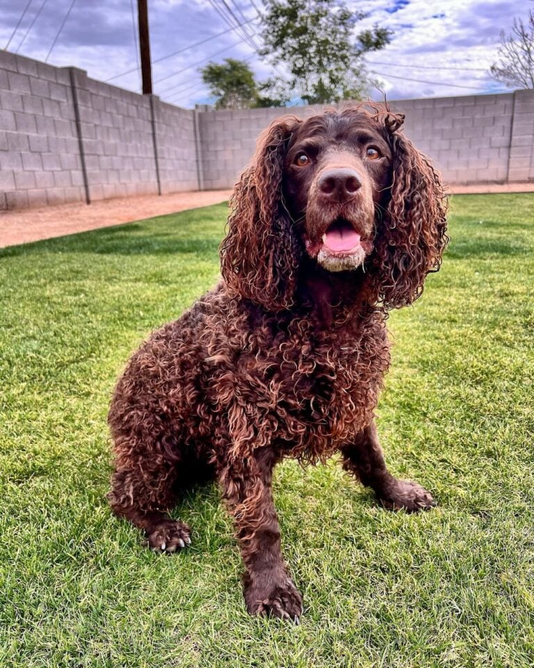 Do Dogs Like To Swim? American Water Spaniel