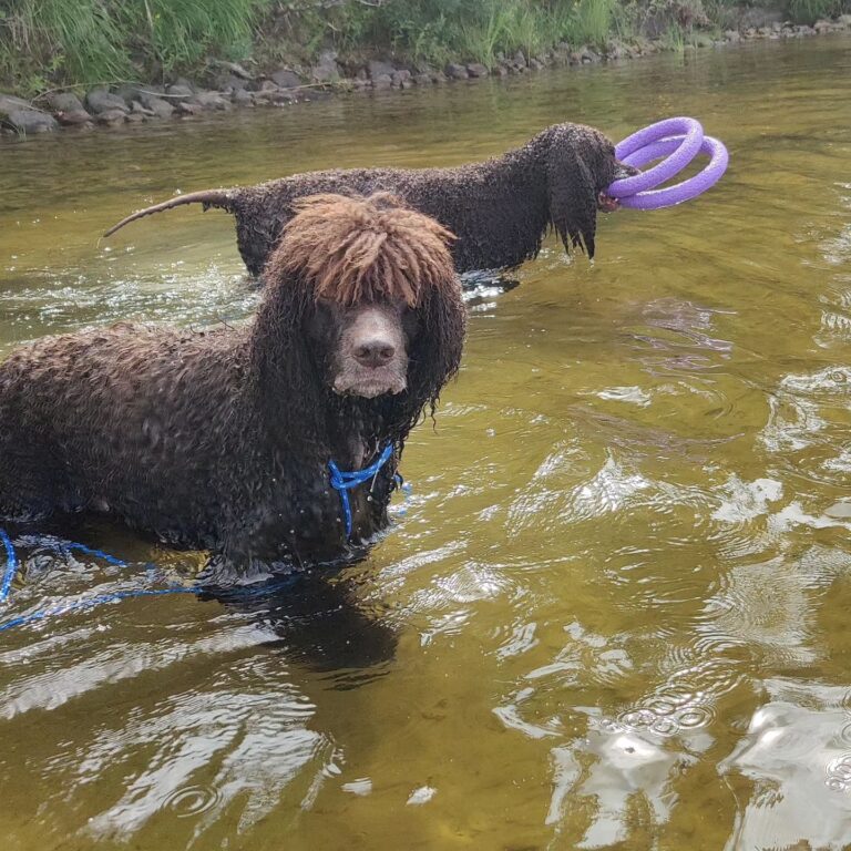 Do Dogs Like To Swim? Irish Water Spaniel