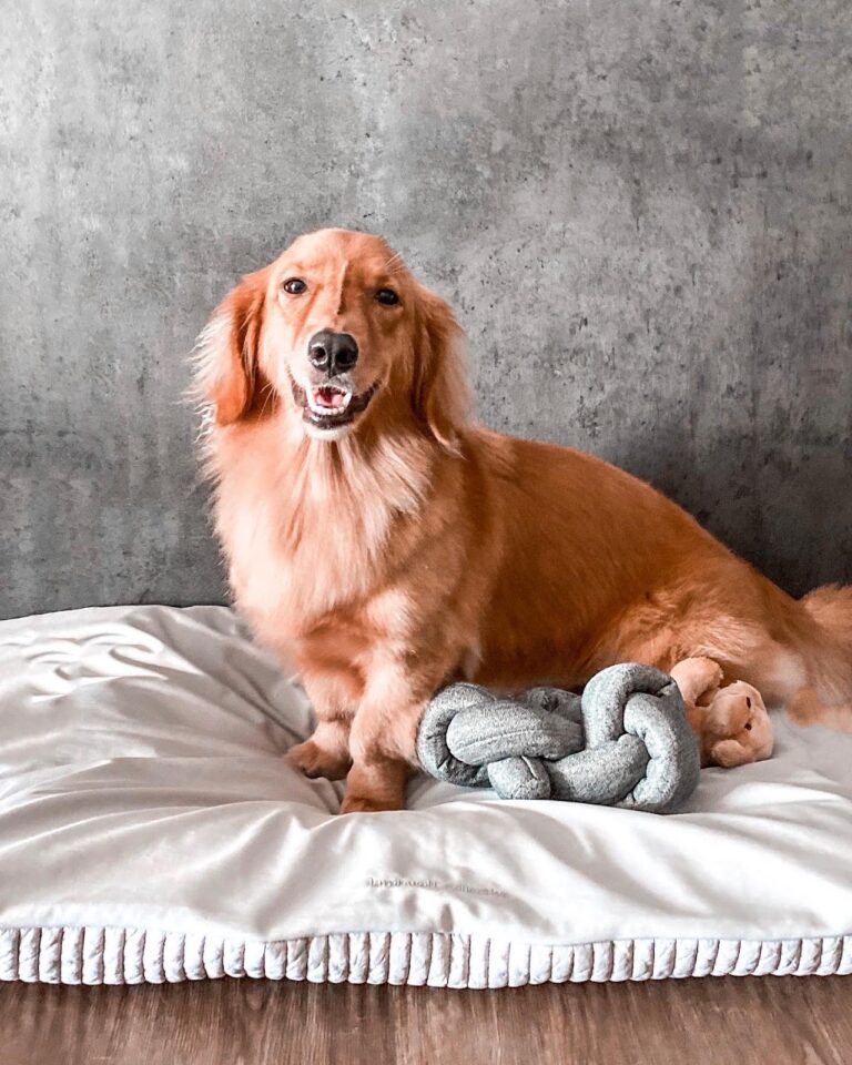 Golden Dachshunds