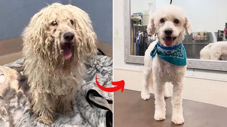 Abandoned Poodle With Dreadlocks & Severe Mats Gets Life Changing Hair Cut. Incredible Transformation