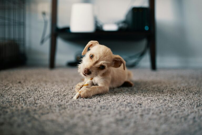 Not Sure How to Help Your Teething Puppy? This Golden Retriever Owner Has the Answers