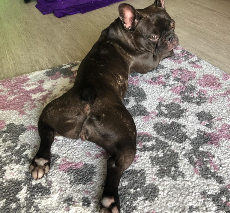 Dogs Sploot