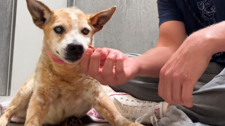 Watch the moment this REALLY Old Shelter Dog gets her first Treat 🥹