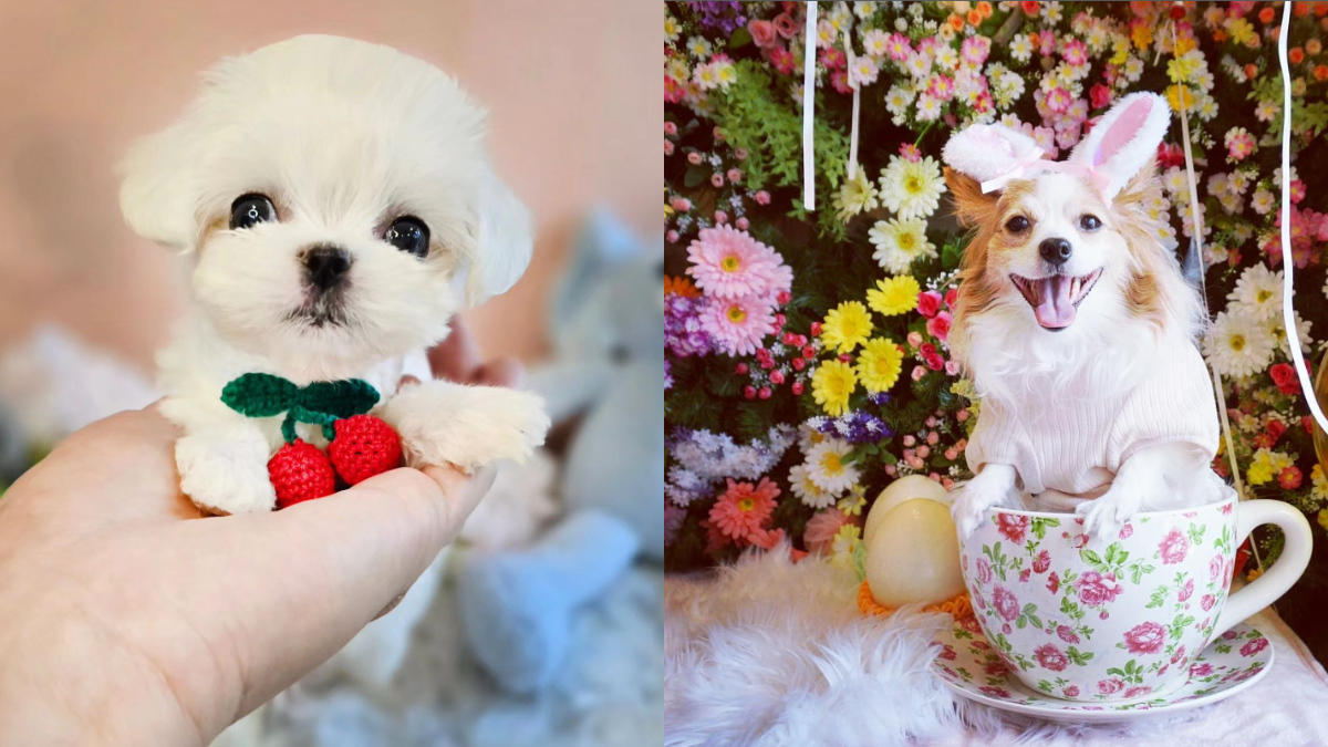 10 Teacup Dogs So Cute & Tiny They Will Steal Your Heart - Rocky Kanaka