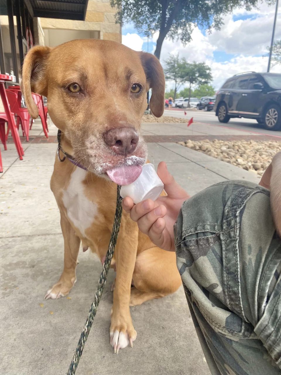 Basil up for Adoption