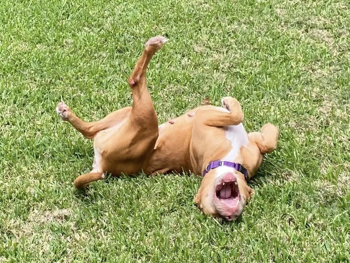 Basil up for Adoption