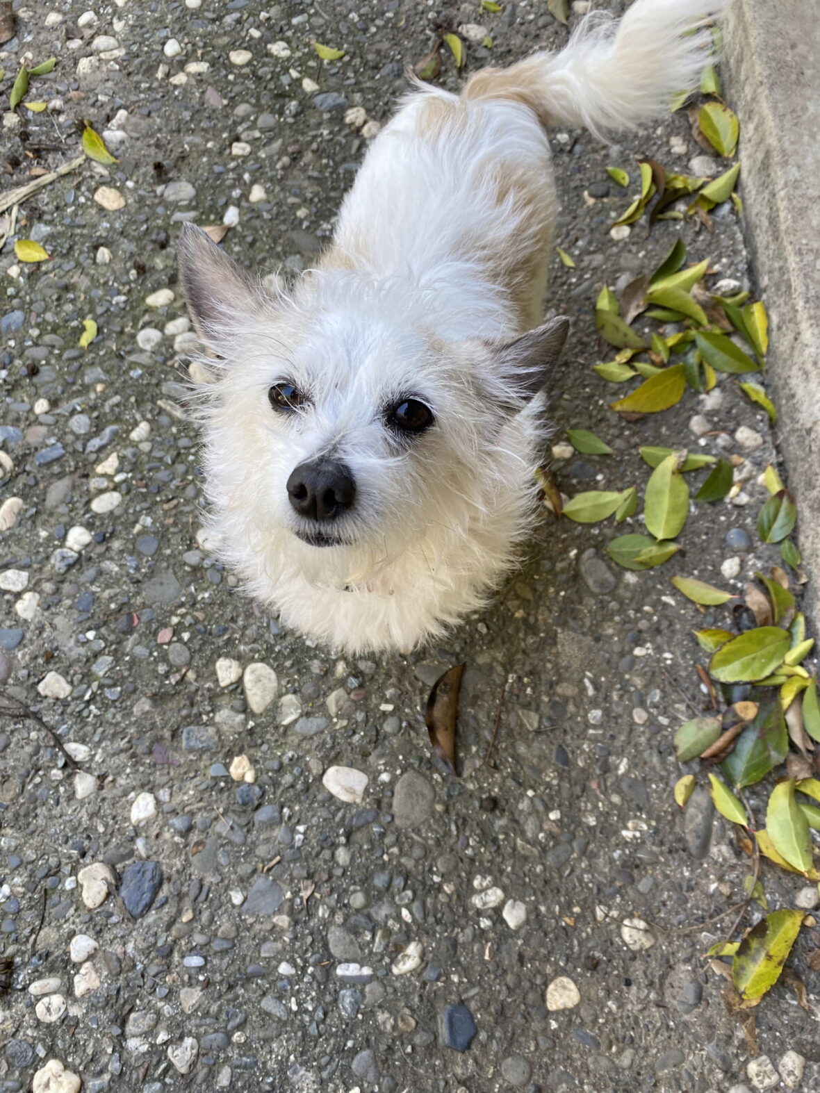 Astor