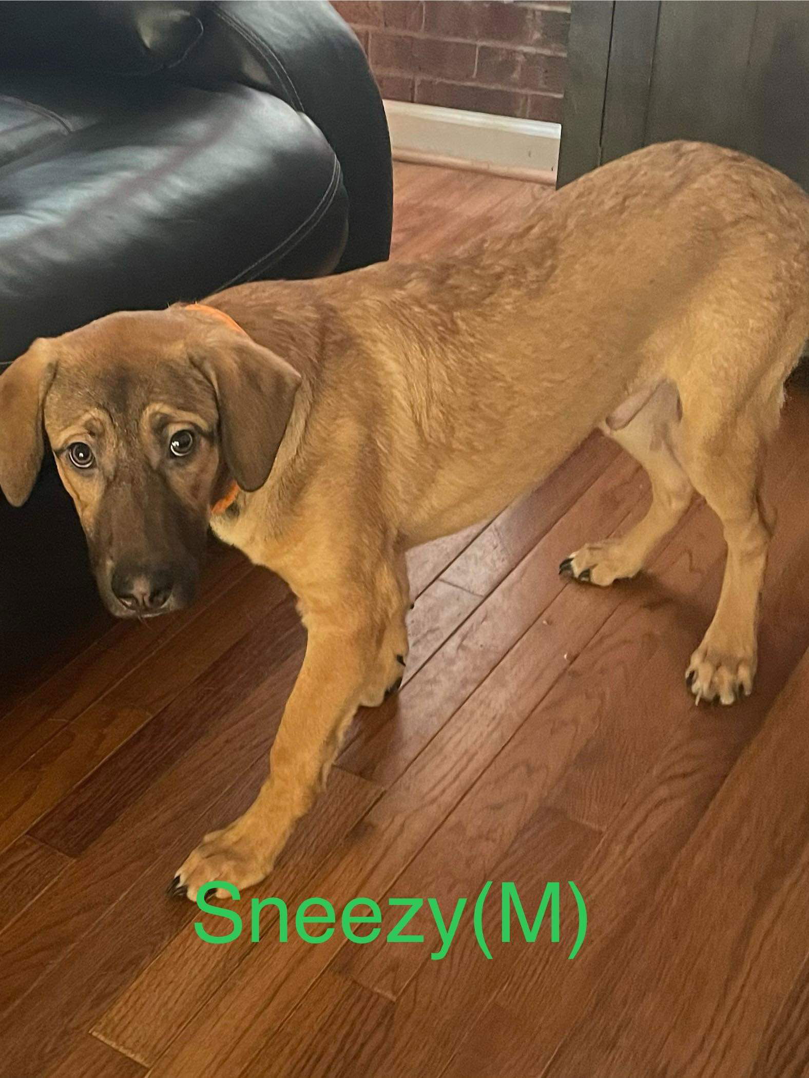 SNEEZY