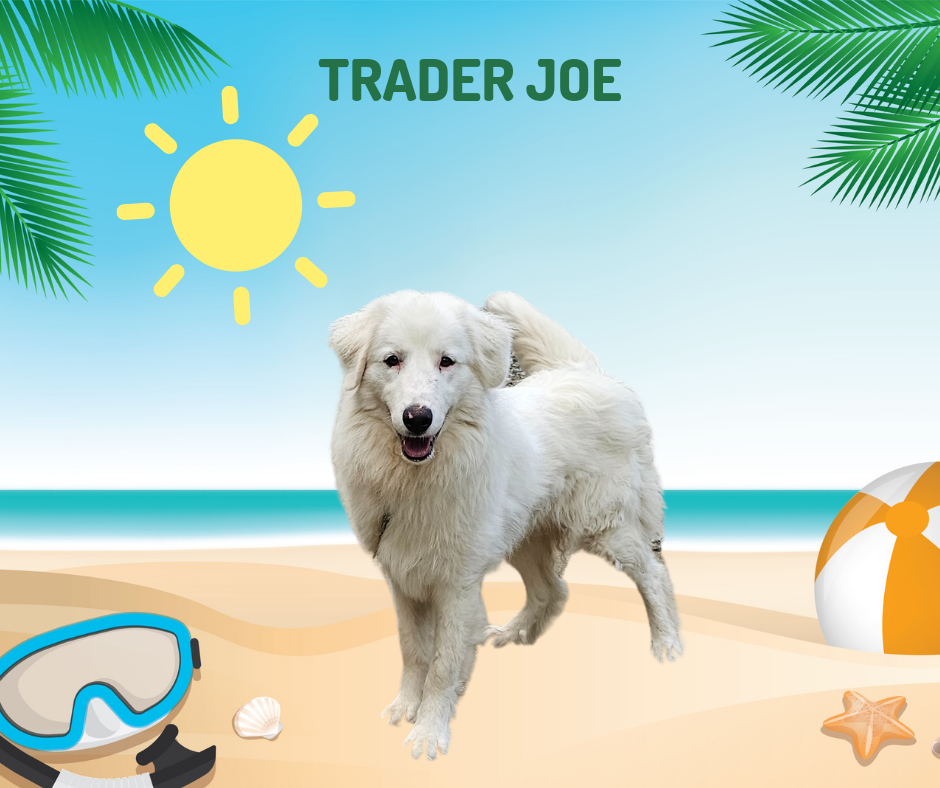 Trader Joe -