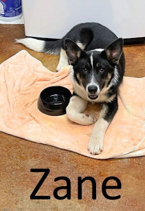 Zane