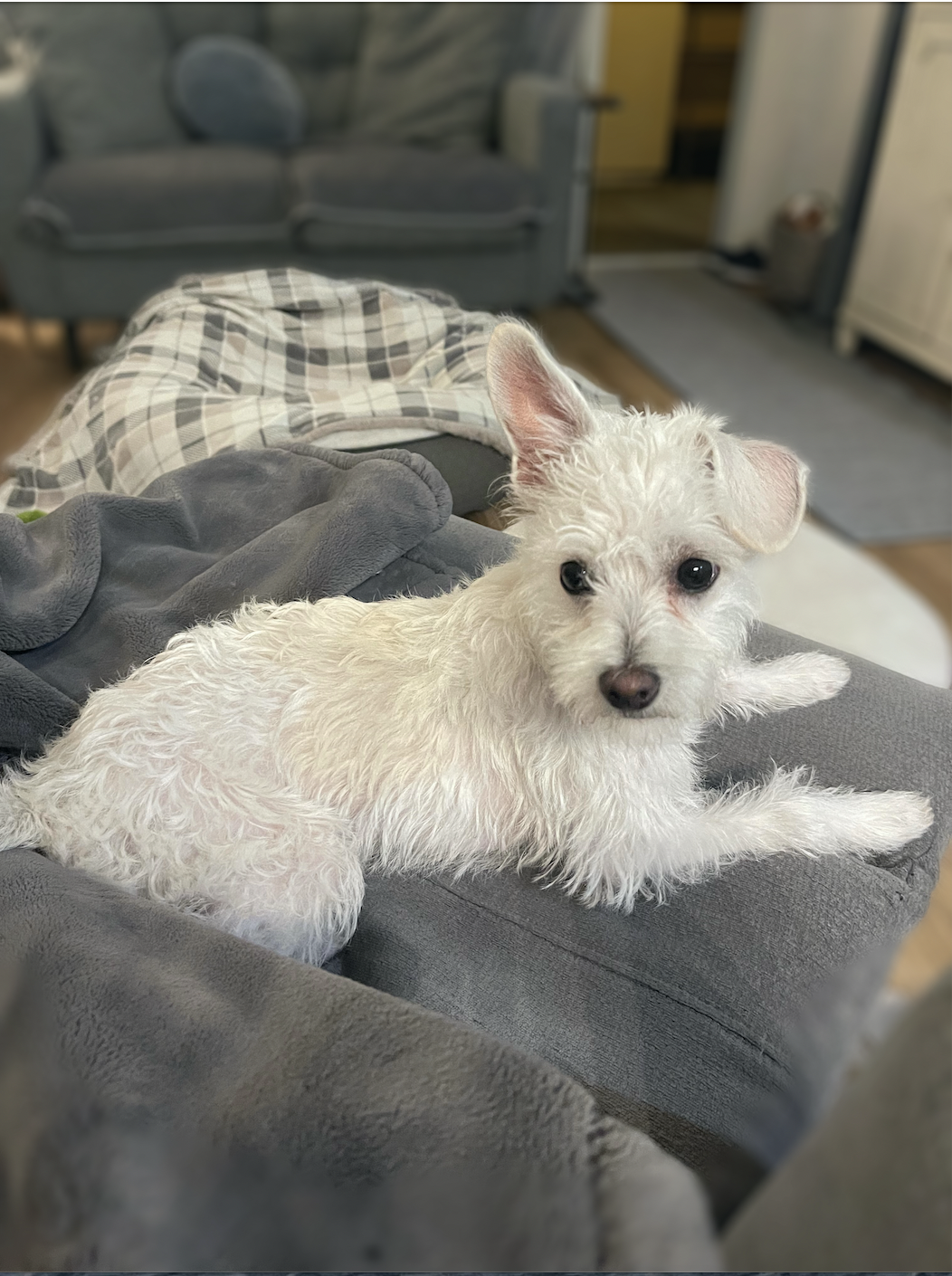 Bella