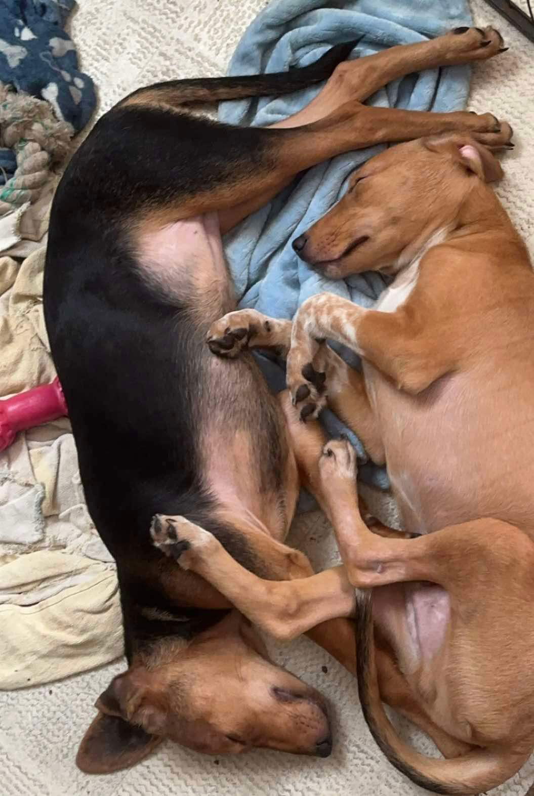 Marigold: Not at the shelter